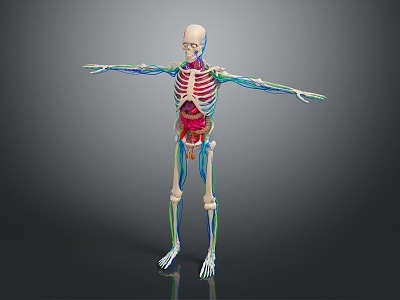 Skeleton Human Body Skeleton Human Body Organ Human Body Tissue Human Body Structure Human Anatomy 3d model