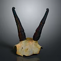 Unique Animal Skull With Long Curved Dark Horns On Gray Background