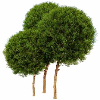 Plant shrub ball hedgerow small tree 3d model