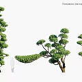 Podocarpus Macrophyllus Yew Evergreen Trees With Lush Foliage And Natural Growth Forms