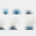 Ornamental Blue And Grayish Feathery Decorative Grasses For Landscaping Design