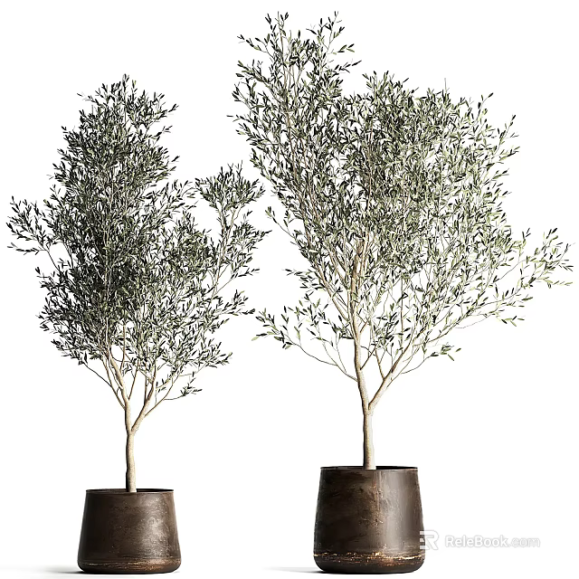 Two Olive Bonsai Potted Plants With Lush Foliage In Brown Pots 3d model 
