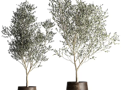 Two Olive Bonsai Potted Plants With Lush Foliage In Brown Pots 3d model