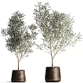 Two Olive Bonsai Potted Plants With Lush Foliage In Brown Pots