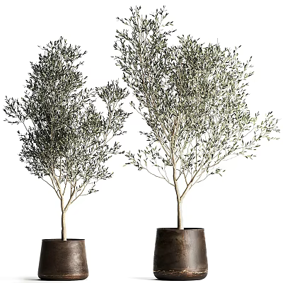 Two Olive Bonsai Potted Plants With Lush Foliage In Brown Pots 3d model