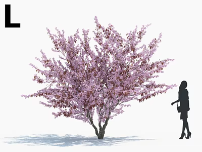 Pink Blooming Arbor Tree With Woman Silhouette And L Shaped Sign 3d model