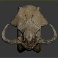 Detailed Ancient Weathered Animal Skull With Curved Horns Skeletal Features And Natural Texture