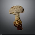 Fresh Mushroom Plant With Light Colored Cap And Brown Stem On Gray Background