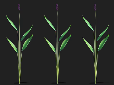Elegant Aquatic Plants With Green Long Leaves Purple Flower Spikes And Slender Stems 3d model