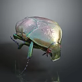 Shiny Metallic Green And Gold Beetle With Legs Antennae On Gray Background