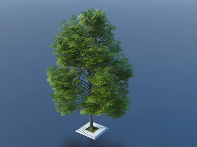 Healthy Arbor with Thick Trunk and Lush Green Canopy on Square Base 3d model