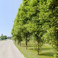 Two Tall Arbor Trees With Vibrant Green Foliage And Healthy Growth