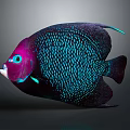 Vibrant Deep Purple Fish With Blue Spots And Blue Eyes On Gray Background