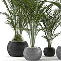 Green Potted Plants With Various Leaf Types Including Palm And Broad Leaves In Black Pots