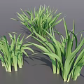 3D Rendered Green Herbaceous Plants With Long Slender Leaves In Natural Growth