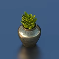 Bonsai Succulent Plant In Silver Vase On Blue Background With Green Leaves
