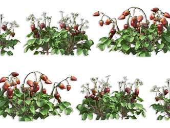 Strawberry Fruit Tree Shrub Plant Strawberry Shrub Fruit Vegetable Plant Strawberry Fruit Plant Garden Fruit Plant Shrub 3d model