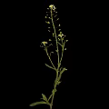 Green Stem Plant With Multiple Small Yellow Flowers On Black Background
