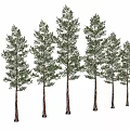 Tall Evergreen Arbor Trees With Lush Green Foliage And Brown Trunks