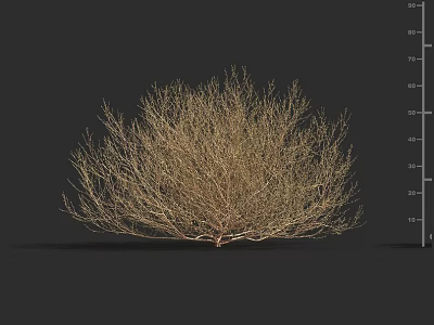 Dry Bushy Plant Branches With Natural Dried Appearance On Dark Background 3d model