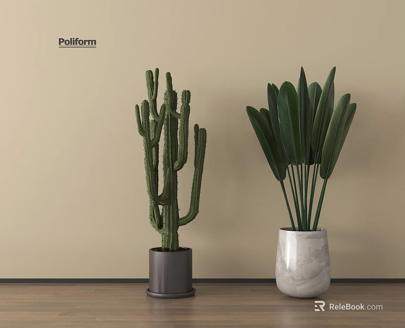 Potted Cactus And Broadleaf Plant In Gray White Pots Against Beige Wall On Wooden Floor 3d model 