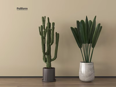 Potted Cactus And Broadleaf Plant In Gray White Pots Against Beige Wall On Wooden Floor 3d model