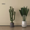 Potted Cactus And Broadleaf Plant In Gray White Pots Against Beige Wall On Wooden Floor