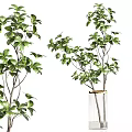 Various Decorative Glass Vases with Green Leafy Plants and Fresh Branches