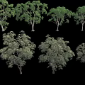 Various Types of Arbor Trees With Green Foliage And Different Canopy Shapes On Black Background