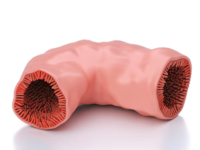 Human Head Organ Anatomical Model Displaying Pink Tubular Structure With Red Internal Texture 3d model