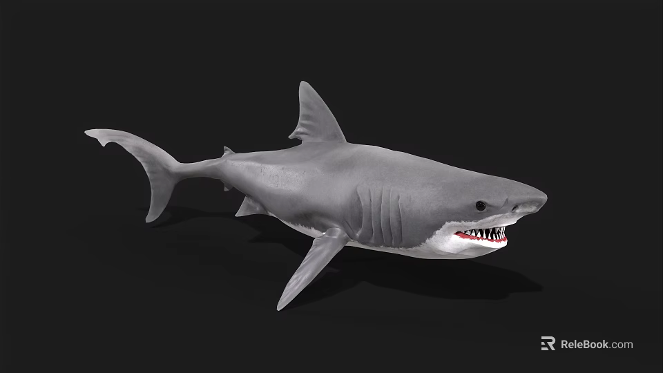 Gray Shark With Open Mouth And Sharp Teeth As Aquatic Animal 3d model 