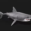 Gray Shark With Open Mouth And Sharp Teeth As Aquatic Animal 3d model