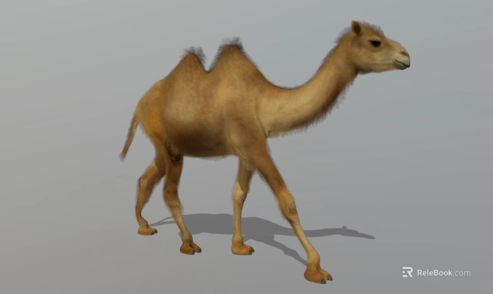 Brown Camel Standing With Shadow On Gray Background 3d model 