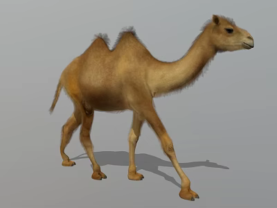 Brown Camel Standing With Shadow On Gray Background 3d model