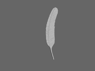 Simple White Feather Sketch on Gray Background with Detailed Texture 3d model