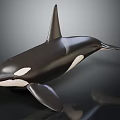 Orca Marine Animal Model With Black And White Body Dorsal Fin And Pectoral Fin