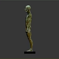 Detailed Human Anatomical Head Model Showing Skull Facial Muscles And Bone Structure