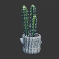 Green Spiky Cactus Plant In White Striped Textured Pot Against Dark Background