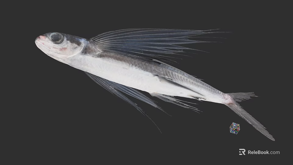 Flying Fish With Long Pectoral Fins And Silver Body In Marine Environment 3d model 