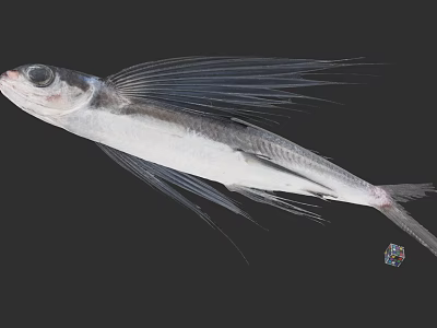 Flying Fish With Long Pectoral Fins And Silver Body In Marine Environment 3d model