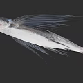 Flying Fish With Long Pectoral Fins And Silver Body In Marine Environment