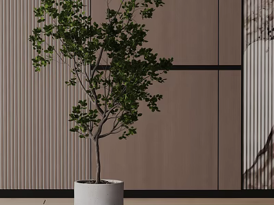 Bonsai Plant With Lush Green Leaves And Slender Trunk In White Pot Modern Interior Setting 3d model