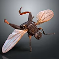 Detailed View Of Flying Insect With Transparent Wings And Black Body On Dark Background