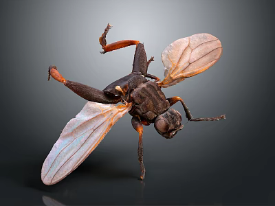 Detailed View Of Flying Insect With Transparent Wings And Black Body On Dark Background 3d model