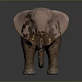 Brown African Elephant With Large Ears Long Tusks Standing On Dark Background