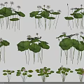 Beautiful Lotus Flowers With Green Leaves And White Blooms In Various Natural Poses