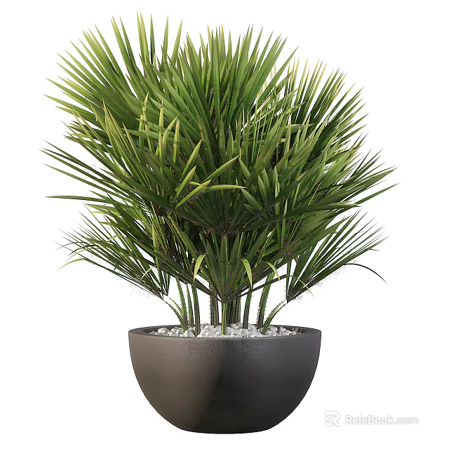 Green Potted Palm Plant With Long Leaves In Black Pot And White Pebbles 3d model 