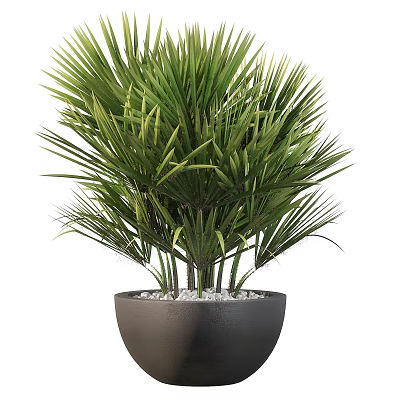 Green Potted Palm Plant With Long Leaves In Black Pot And White Pebbles 3d model
