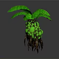 Exotic Green Plant With Large Leaves Yellow Round Fruits And Brown Roots