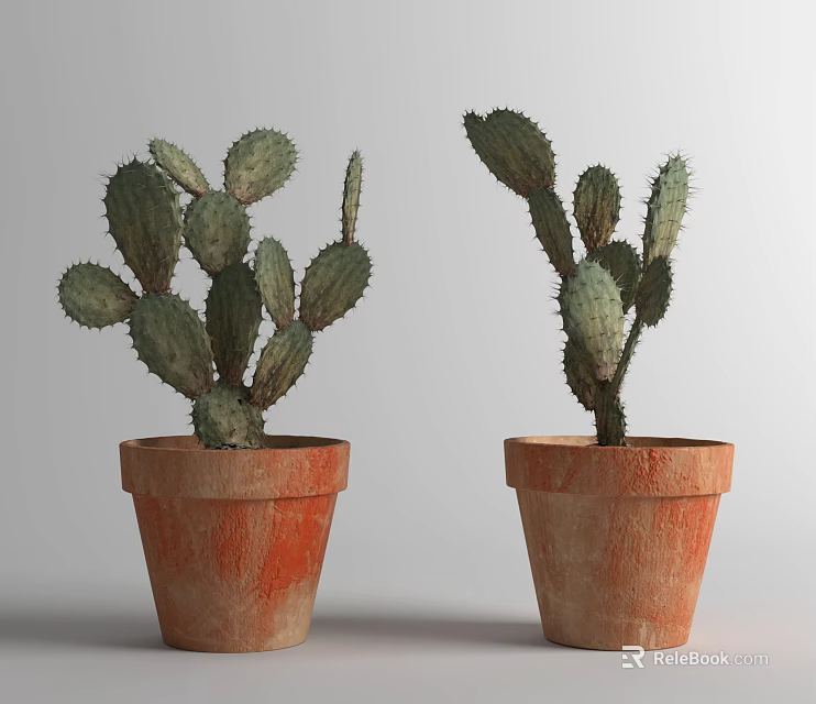 Green Potted Cactus Succulent Plants In Terracotta Pots For Indoor Decor 3d model 